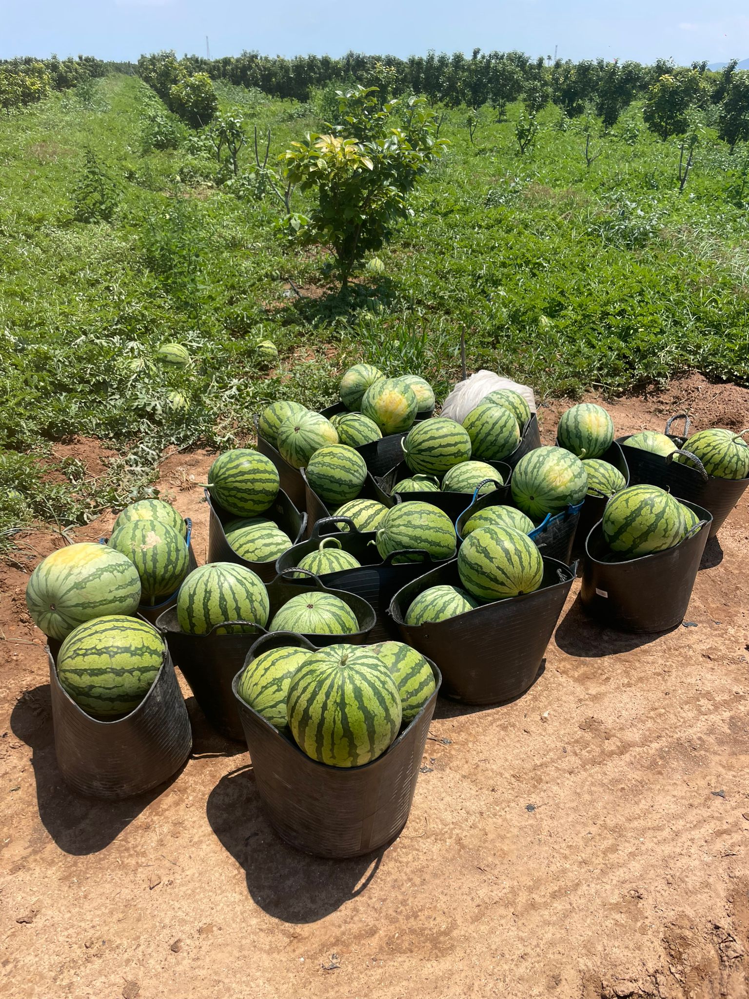 LA UNIÓ denuncia ja els primers robatoris de collita de melons d’Alger sense iniciar-se encara la campanya de recol·lecció