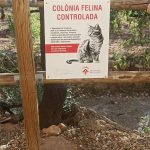 Vilafamés creix en el control de les colònies felines
